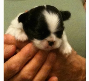 A tiny white with black Japanese Chin puppy is being held in the air by a person who is wearing a green shirt.